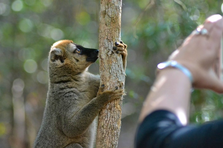 Kirindy Forest guided walk 2