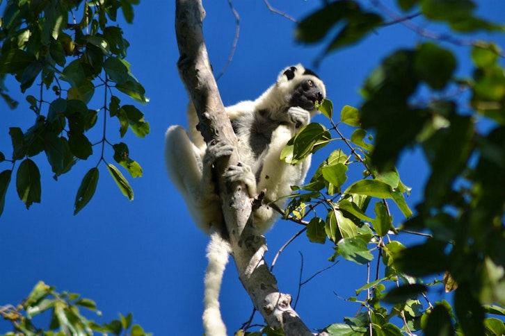 Kirindy Forest guided walk 3