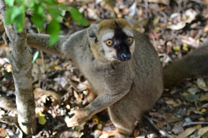 Kirindy Forest guided walk 5