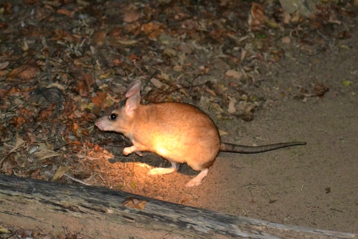 Kirindy Forest guided night walk 1