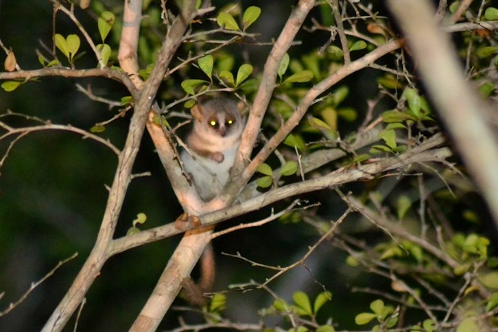 Kirindy Forest guided night walk 2
