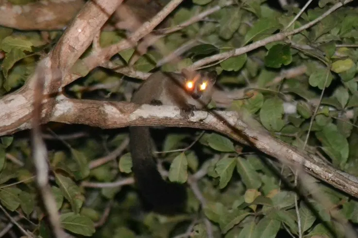 Kirindy Forest Guided Night Walk 4