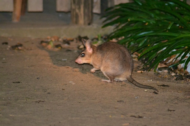 Kirindy Forest guided night walk 6