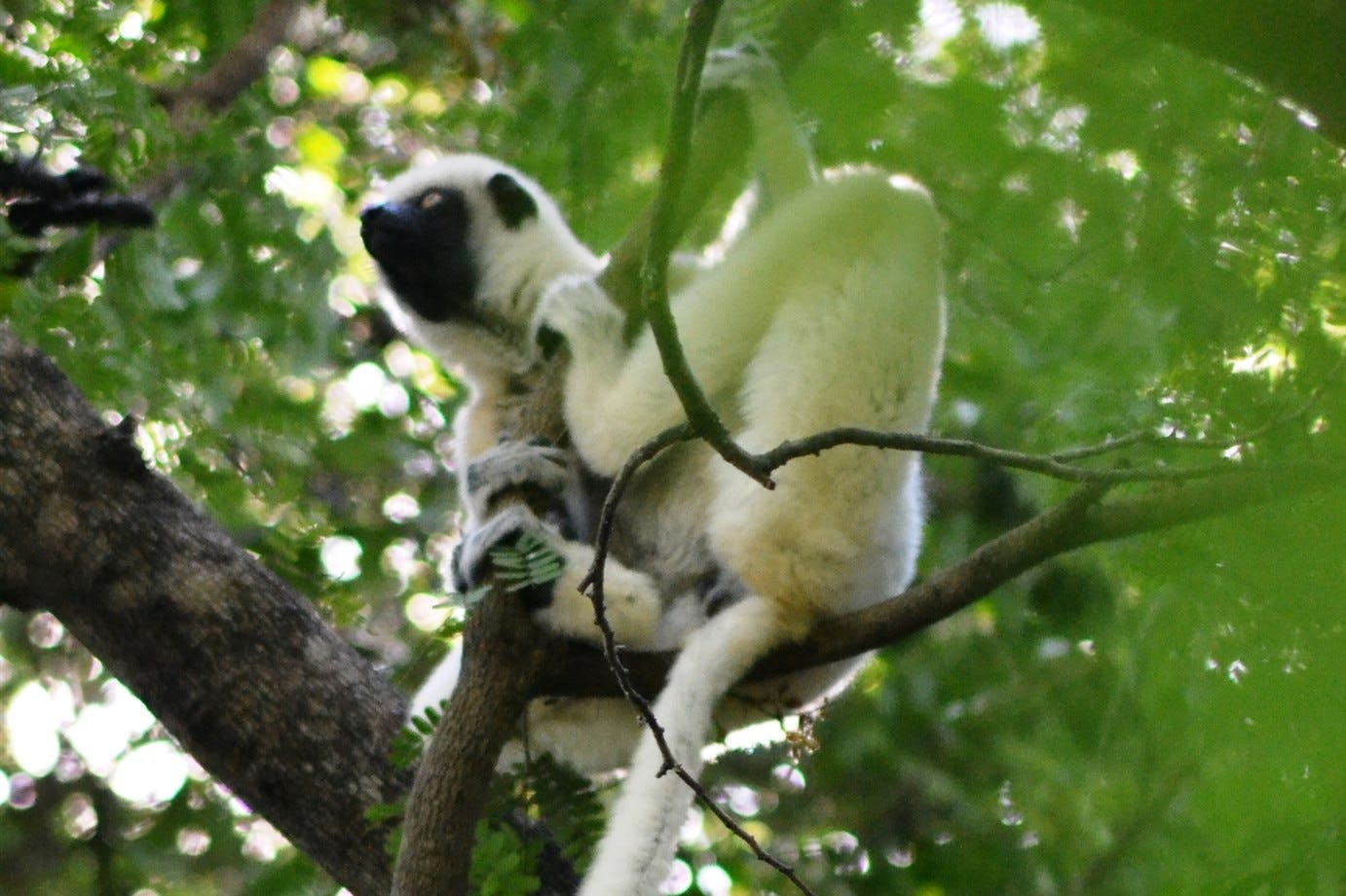 Guided Petite Tsingy and Manambolo River boat excursion 5
