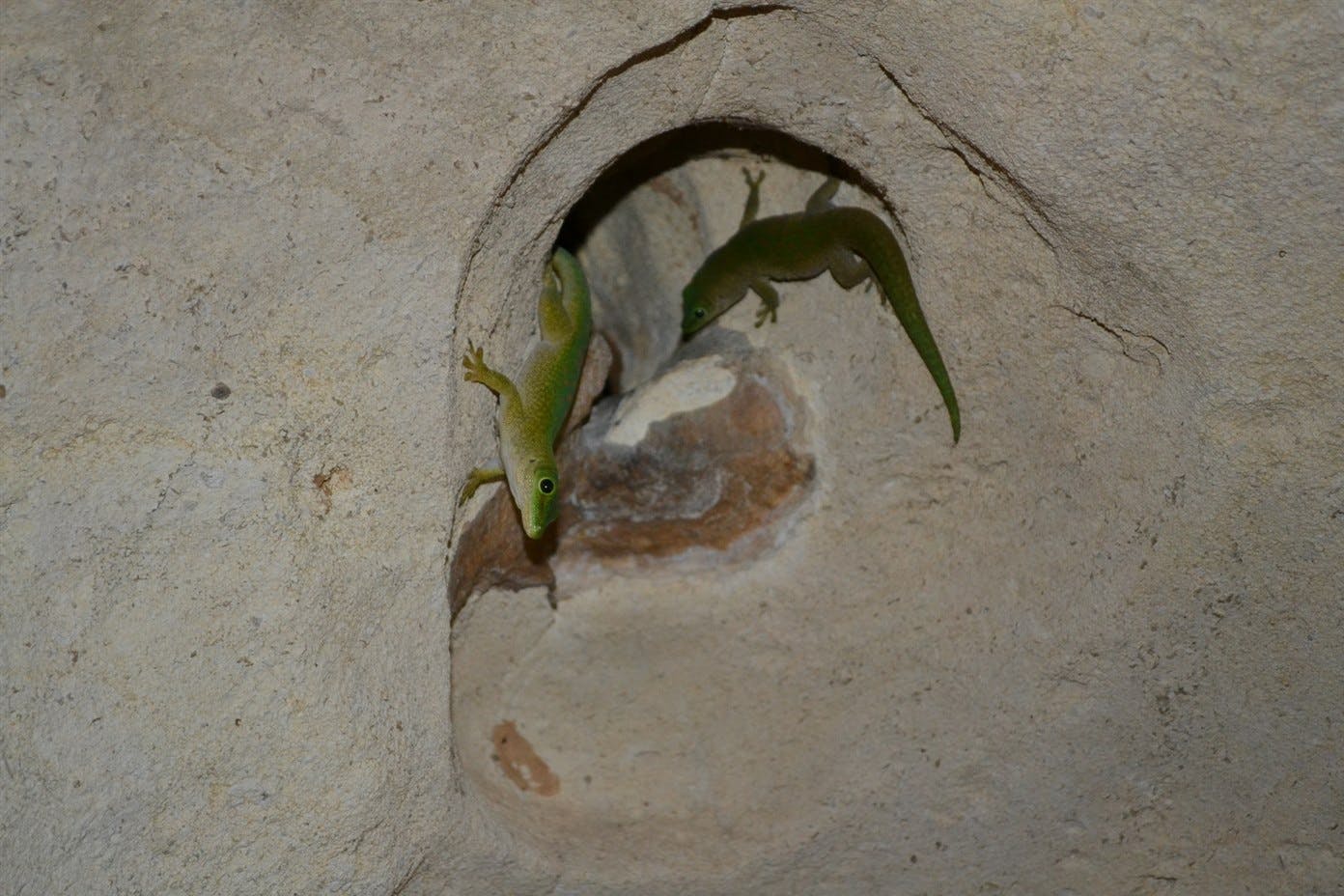 Guided Petite Tsingy and Manambolo River boat excursion 6