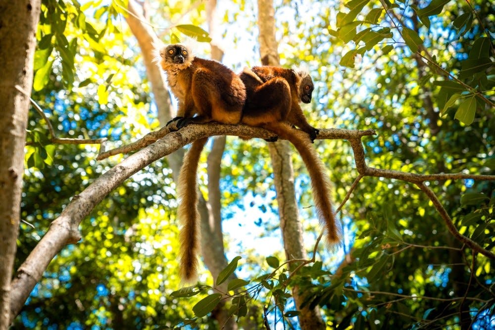 Lokobe National Park excursion 5