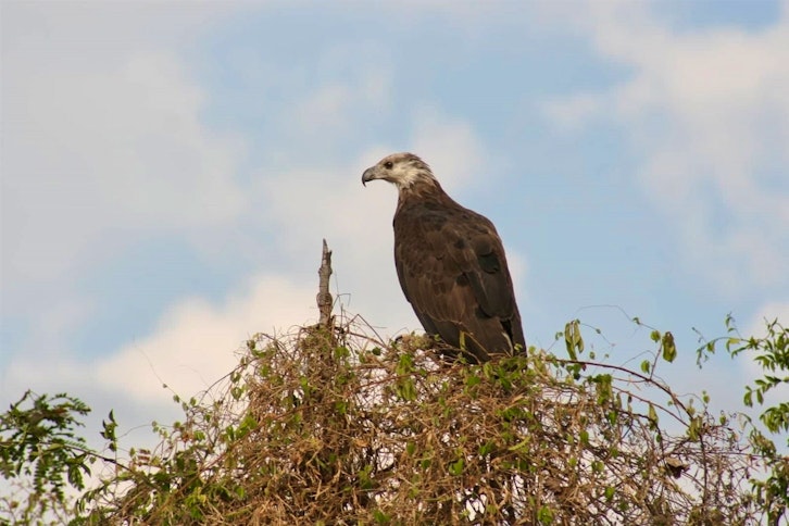 Ankarafantsika guided wildlife walk 2
