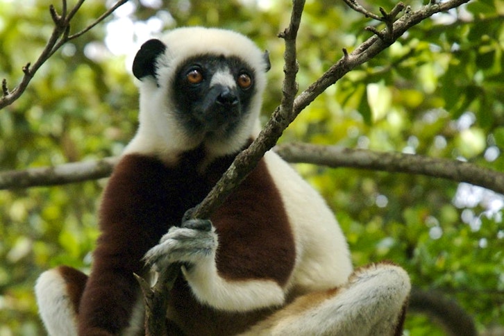 Ankarafantsika guided wildlife walk 3