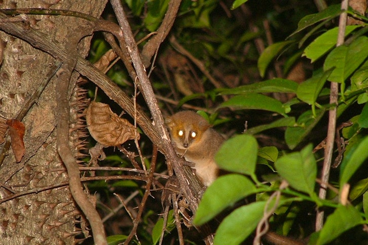 Ankarafantsika guided wildlife walk 4