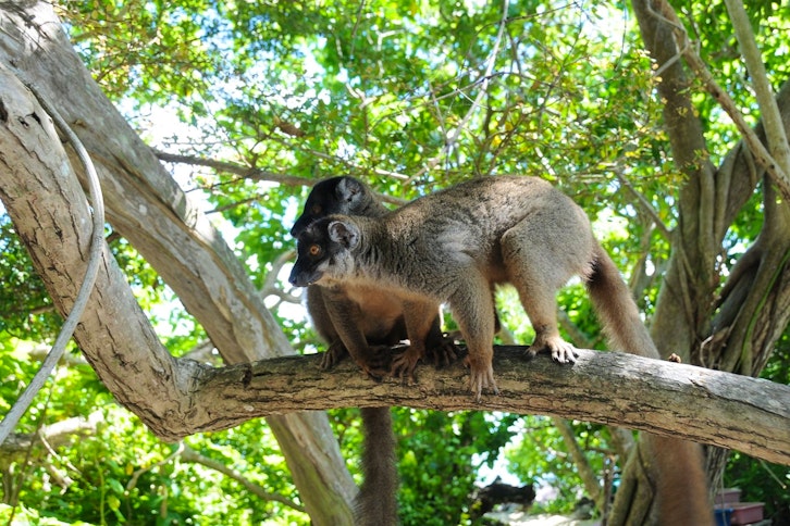 Ankarafantsika guided wildlife walk 6