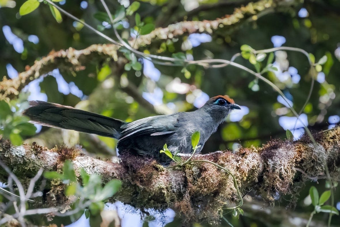Mantadia National Park OR Maromizaha Experimental Reserve visit 5