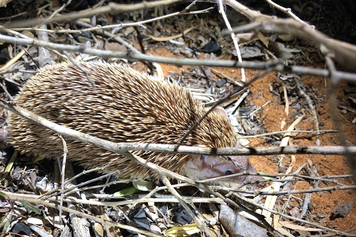 Berenty Private Reserve guided walks 6
