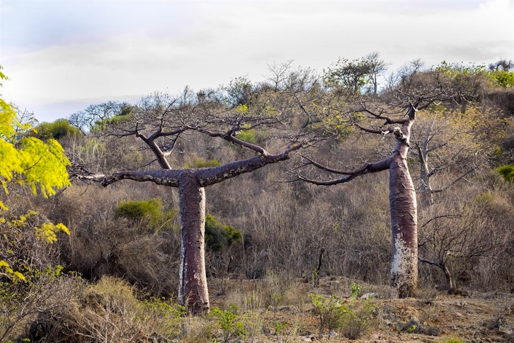 Montagne des Francais Baobab trail 3