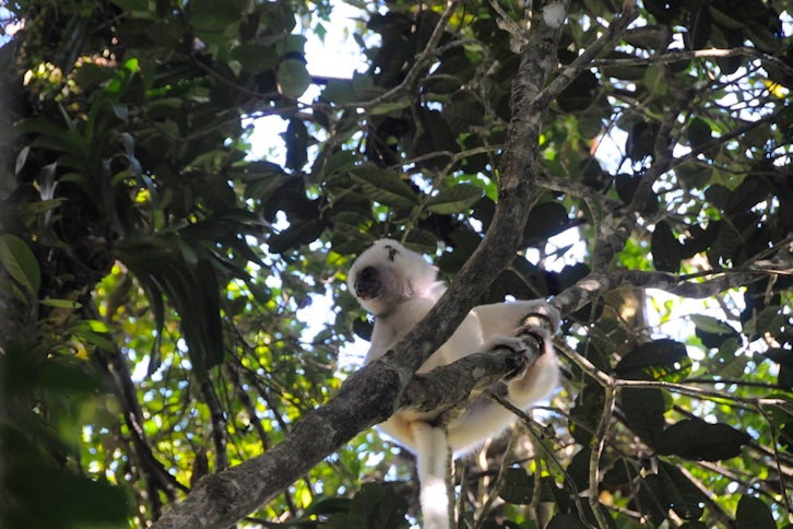 Marojejy National Park guided expeditions 1
