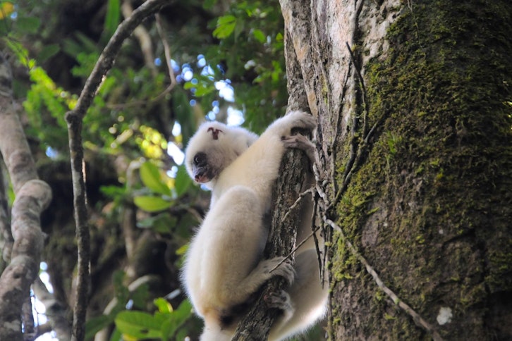 Marojejy National Park guided expeditions 2