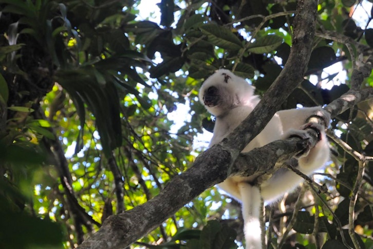 Marojejy National Park guided expeditions 3