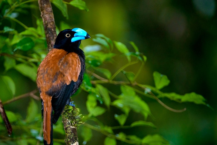 Marojejy National Park guided expeditions 4