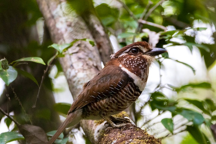 Marojejy National Park guided expeditions 5