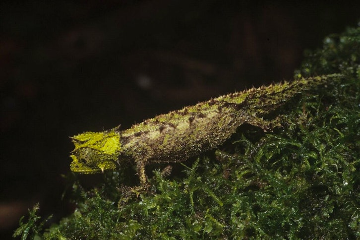 Marojejy National Park guided expeditions 6