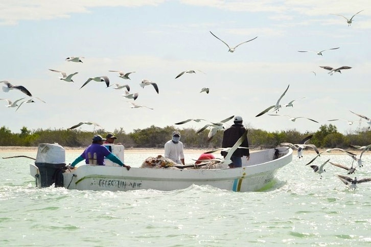 Celestun and Pink Flamingos 2