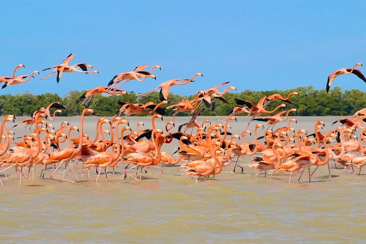 Celestun and Pink Flamingos 4