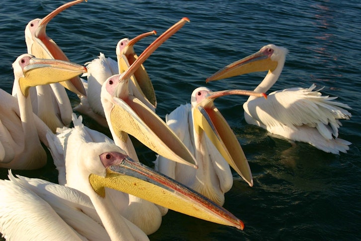 Walvis Bay boat trip 2