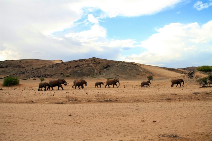 Desert Elephant Tracking 1