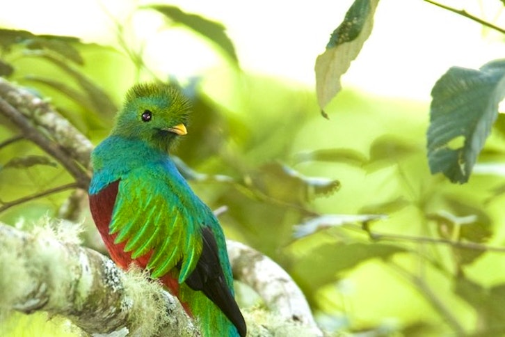 Birdwatching in Boquete 1
