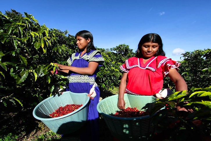 Coffee Route in Lerida Farm, Boquete 1