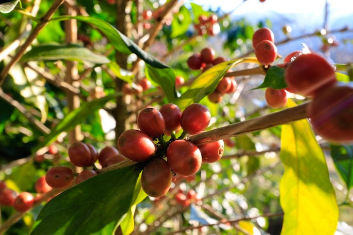 Coffee Route in Lerida Farm, Boquete 2