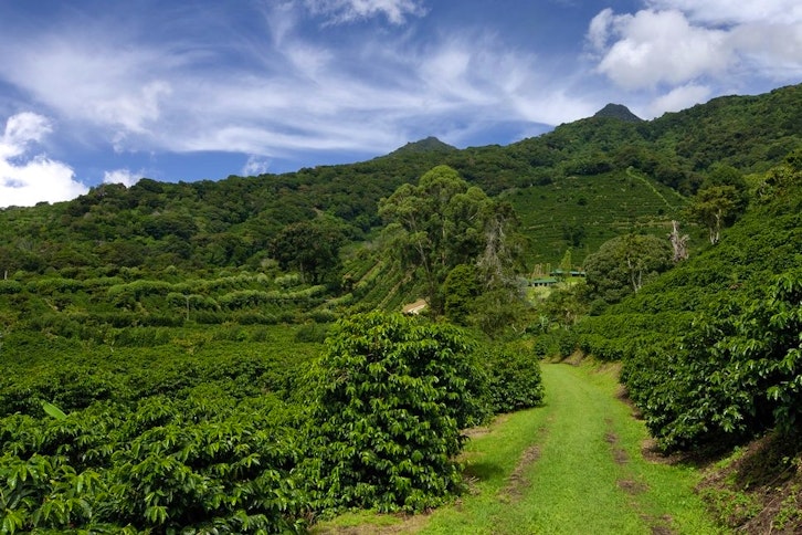 Coffee Route in Lerida Farm, Boquete 3