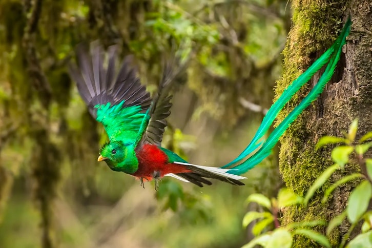 Zipline Tour and Canopy 2