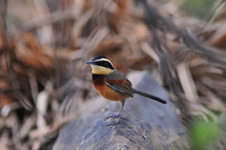 Chaparri Reserve at Chaparri Eco Lodge 4