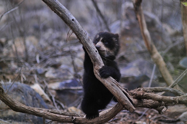 Chaparri Reserve at Chaparri Eco Lodge 6