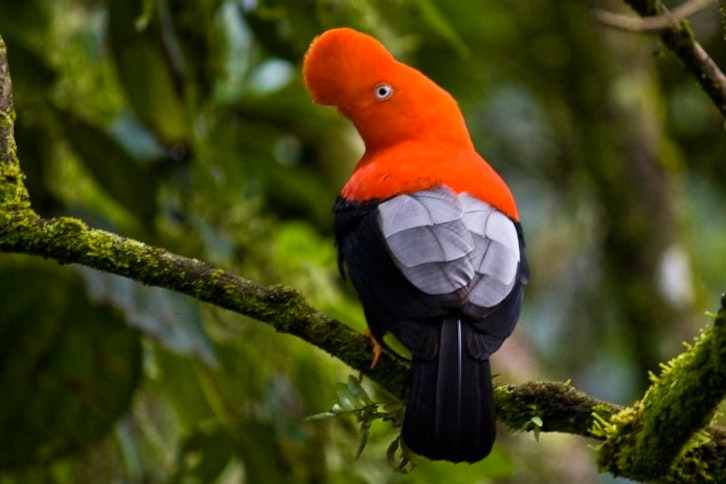 Biotrip to Manu – from the Andes to the Amazon Basin 3