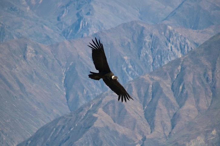 Colca Canyon 2