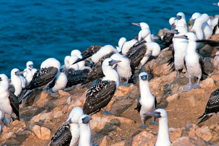 Nazca Lines & Ballestas Islands 4