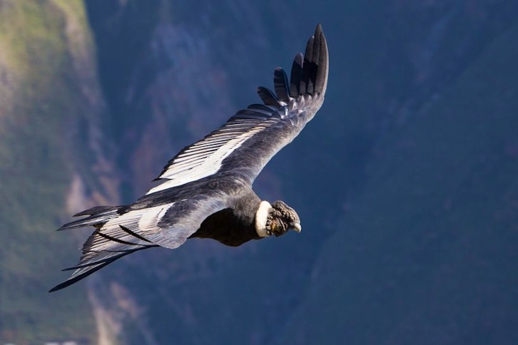 Condor Spotting from Cuzco 1