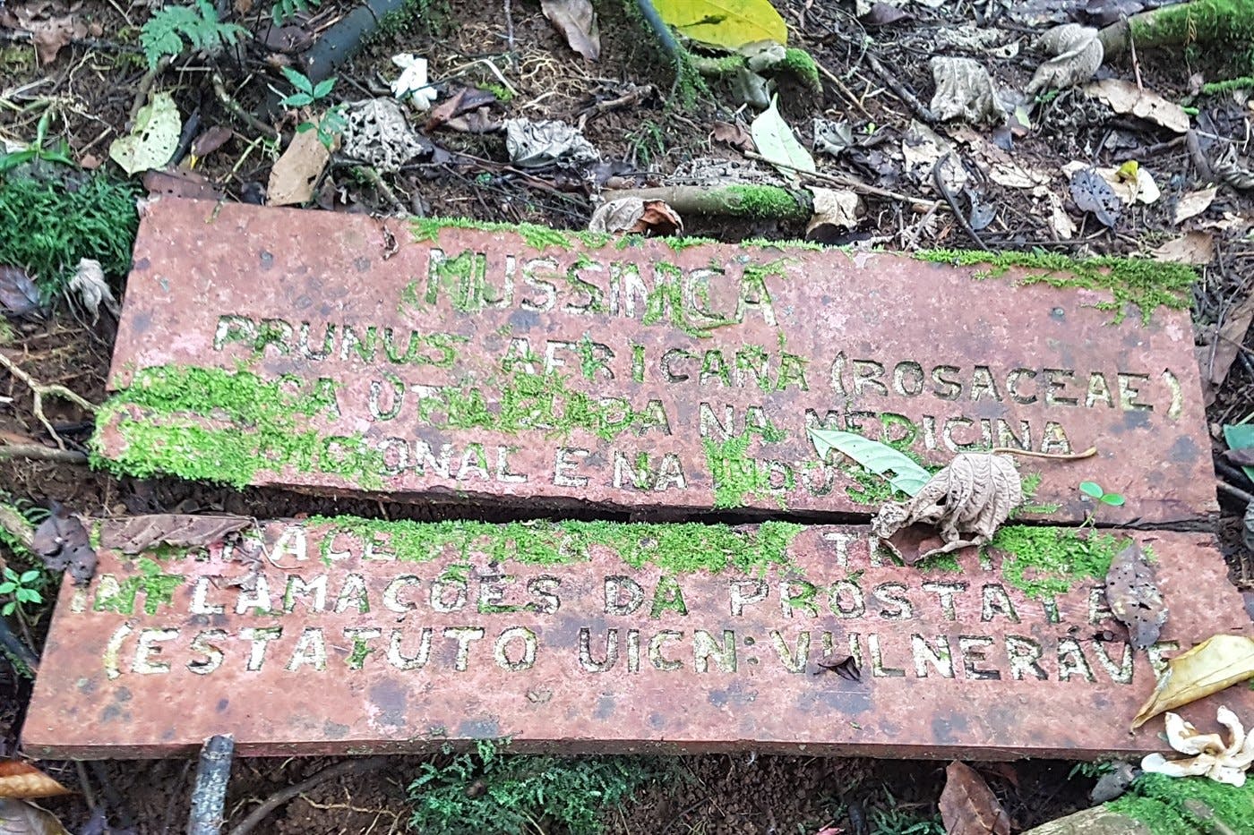 Obô Natural Park Biodiversity Trail & Lagoa Amelia 2