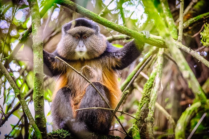 Golden Monkey Trek 1