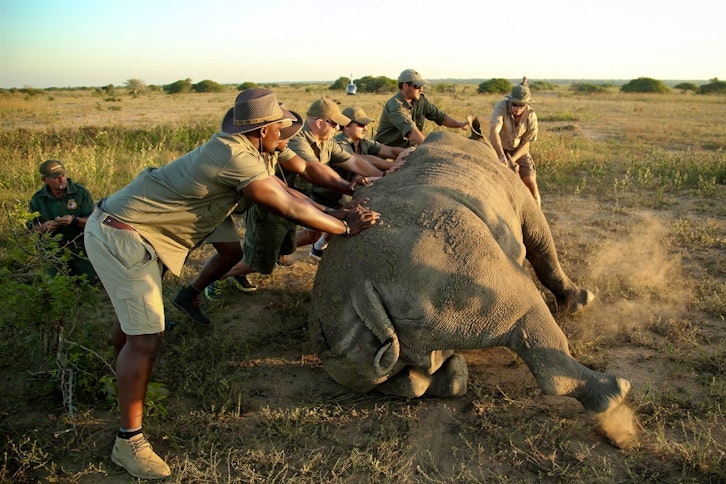 Rhino conservation with &Beyond Phinda Game Reserve 1