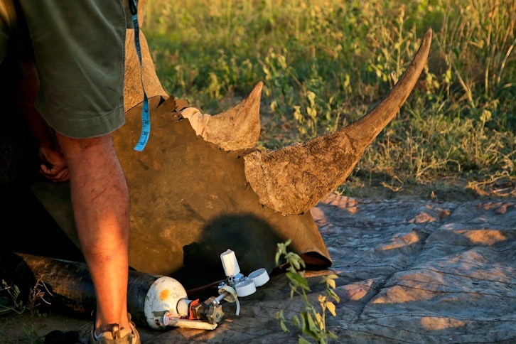 Rhino conservation with &Beyond Phinda Game Reserve 2