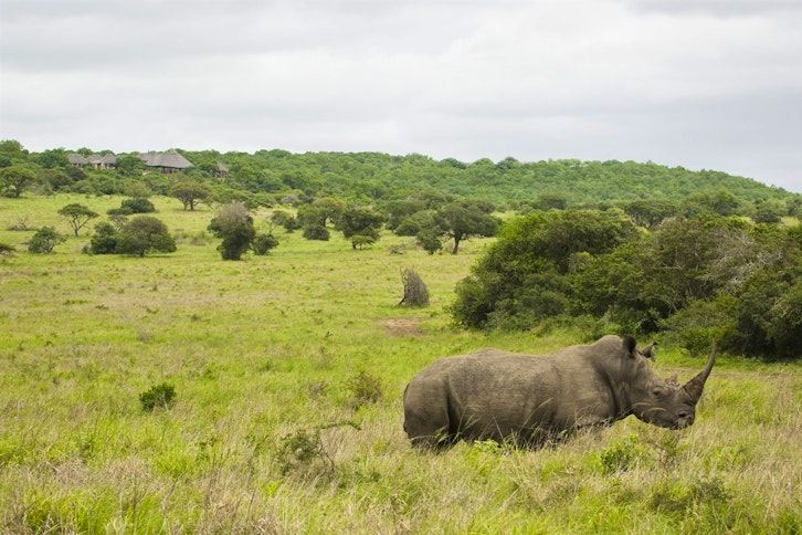 Rhino conservation with &Beyond Phinda Game Reserve 3