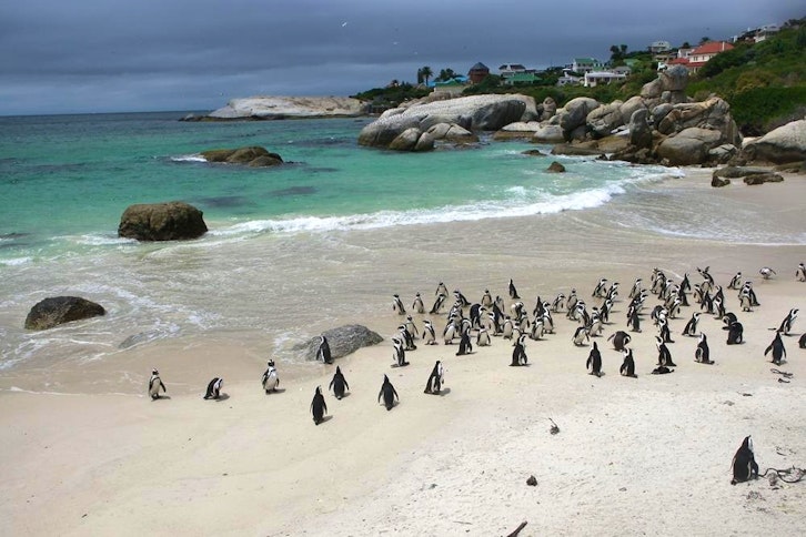 Cape Point and Peninsula Tour full day 3