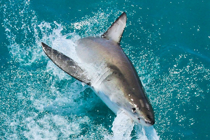 Shark Cage diving tour full day 2