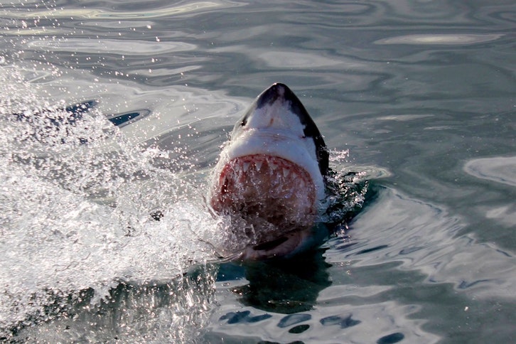Shark Cage diving tour full day 3