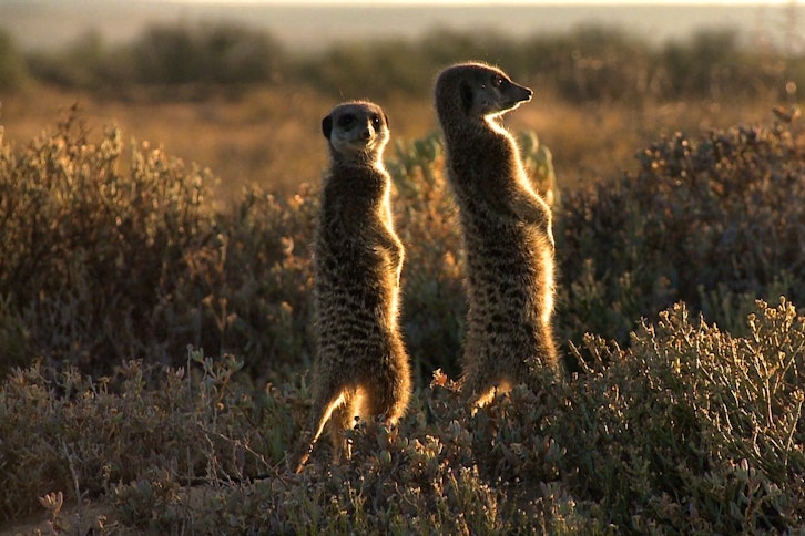 Meerkat Adventure 2