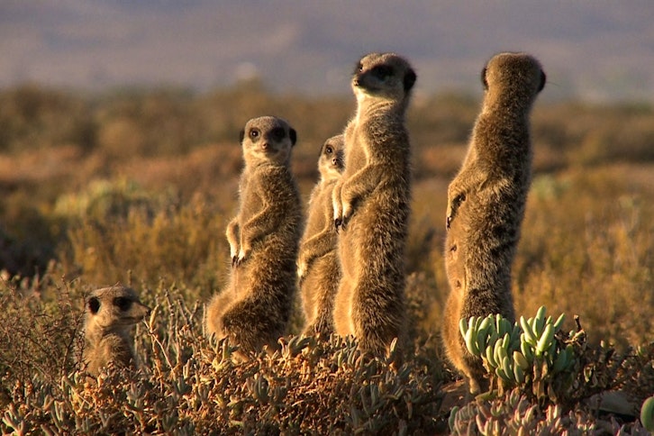 Meerkat Adventure 3