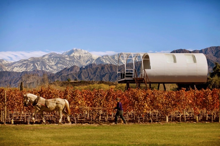 The vineyards of the hotel 