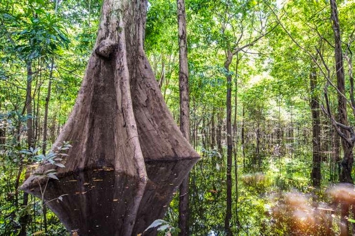 Anavilhanas Jungle Lodge